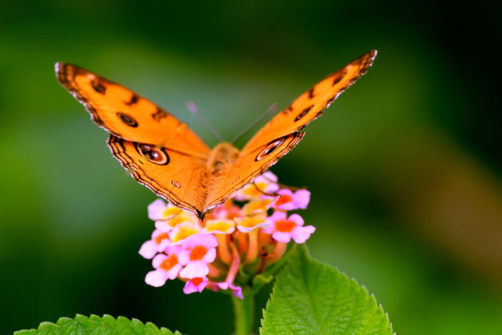 thema biodiversiteit